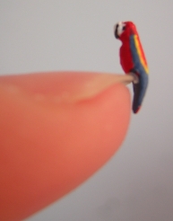parrot perched on a finger nail